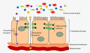A Potential Contributor To The Brain Gut Microbiota - Inside A Leaky Gut