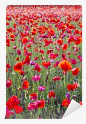 Beautiful Bright Red Poppy Flowers Field In Spring - Spring