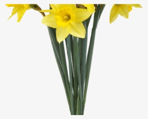Spring Daffodils Transparent Background Flower Image - Transparent Background Flowers Png