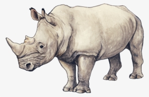 Rhino By Silvercrossfox - Rhino Sketch