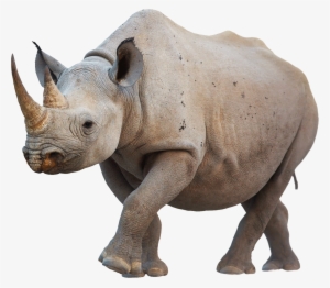 Animals - Rhinoceros - Rhino Png