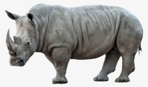 Rhinoceros Png Pic - Loro Paolo Sorrentino Poster