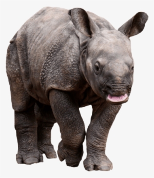 Best Retarded Rhino Png - Transparent Rhino