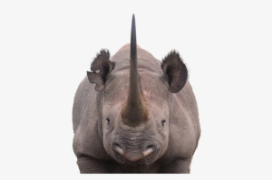 Rhino Horn Png - Horn Black Rhino
