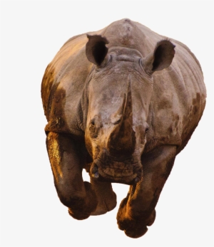 Rhino Transparent Image - Black Panthers Cgi Rhinos