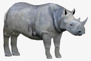 Rhino Png Free Download - Western Black Rhinoceros Png