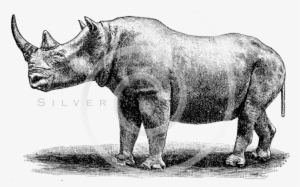 Rhino Png