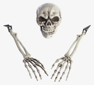 Skeleton Arm Png