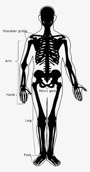 Download Png - Types Of Joints In Your Body