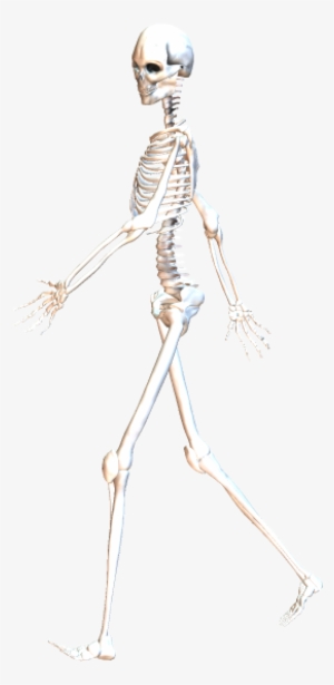 Skeleton Walking 7 - Skeleton