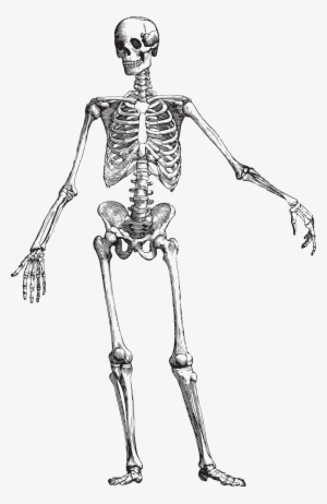 Skulls&bones11 - Skeleton Anatomy Black And White