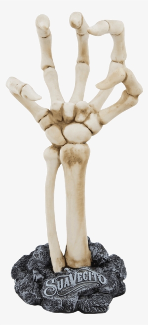 Skeleton Hand Display - Upper Limb