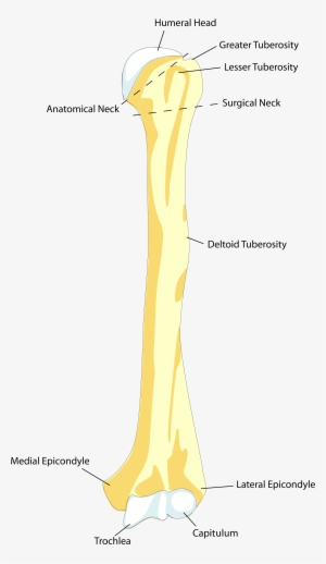 Source - Www - Anatomylibrary99 - Com - Report - Skeleton - Humerus Anatomy