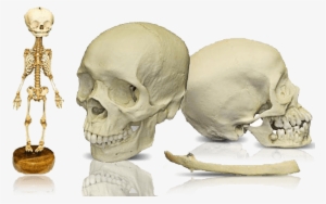 Research Human Skull & Skeletons