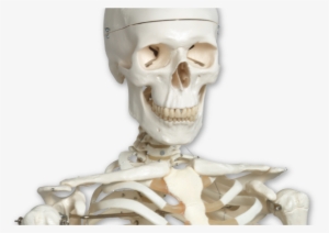 Stan Is The World's Most Popular Skeleton Model - Anatomy Stuff