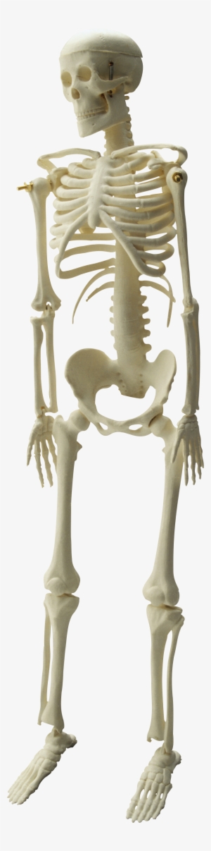 Skeleton Png - Медицина Клипарт