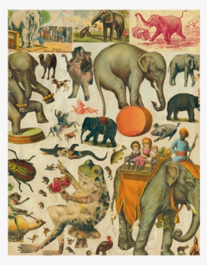 Circus Elephant - Art Print: Barnum's White Elephant On Scale, 24x18in.