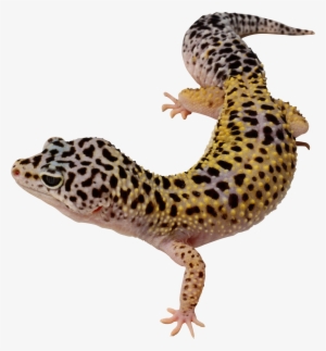 Svg Library Library Png Images Free Download - Leopard Gecko Clipart