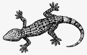 Gecko Tail Reptile Crawling Lizard Reptili - Gecko Black And White