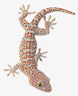 Tokay Gecko, Lizard, Animals Of Southeast Asia By Transparent - Tokay Gecko Png