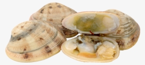 Clams Png Transparent Picture - Clam