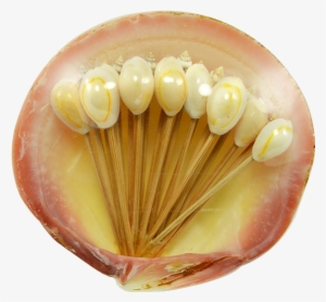Seashell Company Cocktail Toothpicks In Clam Shell