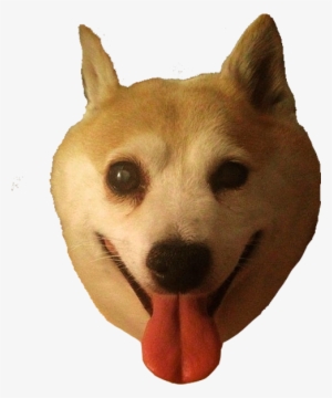Shiba Dog's Head Messages Sticker-7 - Dog