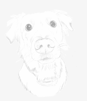Pencil Sketch Of A Labrador - Pencil