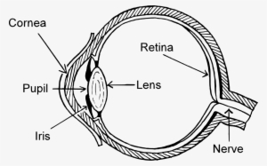 Wiring Diagram Eye Pattern Drawing - Part Of The Eye Clip Art