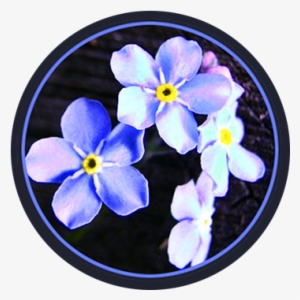 Blue Spring Flowers In Circle - Blue