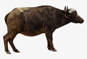 Free Png African Buffalo Png Pics Png Images Transparent - Cape Buffalo Side View