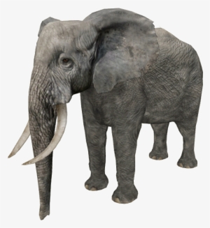 African Forest Elephant - African Forest Elephant Png