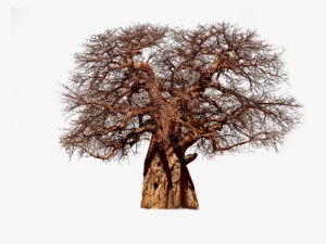 Tree, Baobab, Aesthetic, Tribe, Adansonia, African - Boab Tree Transparent Background
