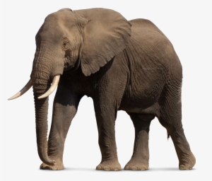 African Elephant Png File