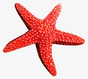 Starfish Png - Морская Звезда Пнг