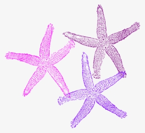 Three Clip Art At Clker Com Online - 3 Starfish Clip Art