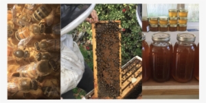 Making Honey In Los Angeles County - Ucla Mildred E. Mathias Botanical Garden
