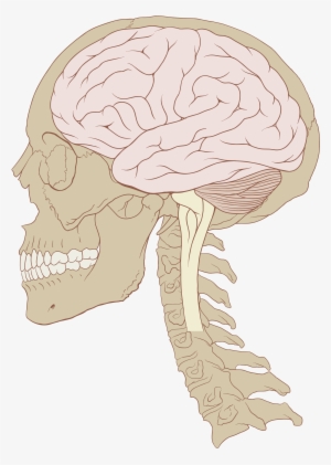 Open - Human Skull And Brain
