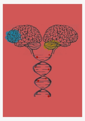Quantifying Dna Hydroxymethylation In The Human Brain - Illustration