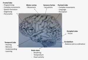 Functions Of Areas Of The Human Brain - Brain With Dementia