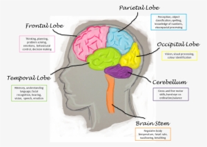 Brain Lobes And Functions
