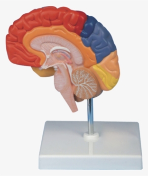 Half,colour Human Brain Model - Brain