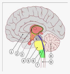 Open - Human Brain Sagittal Section