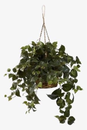 Png And Pngs Image - Philodendron Hanging Basket