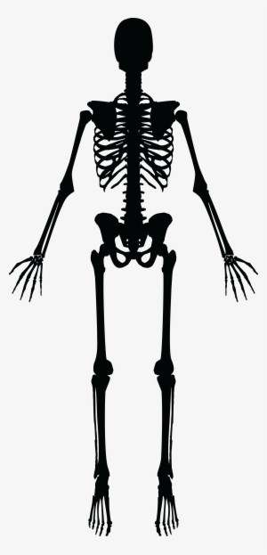 Clipart Skeleton - Skeleton Silhouette Png