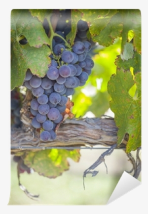 Lush, Ripe Wine Grapes On The Vine Wall Mural • Pixers® - Photography