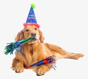 Zoom - Birthday Dog