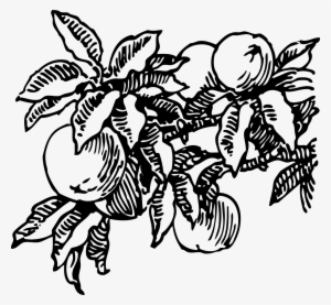 Royalty Free Peach Fruit Tree Png Image Picpng - Peach Tree Black And White