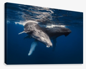 Humpback Whale Family - Barathieu Gabriel Kunstdruck: Humpback Whale Family!