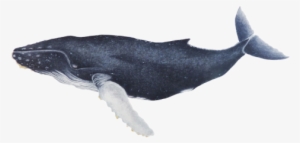 Humpback Whale - Megaptera Novaeangliae - Кит Png